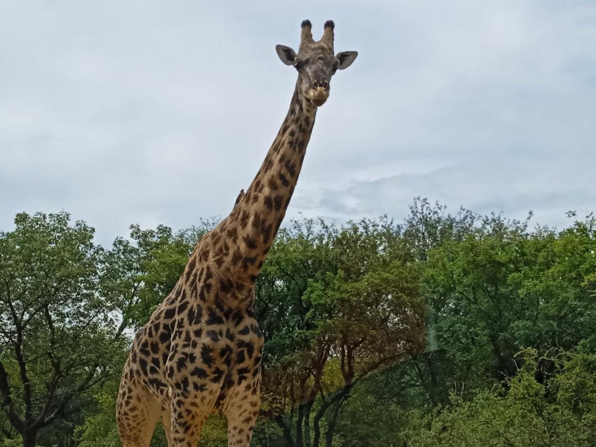 Eagle'S Crest Marloth Park Exterior foto